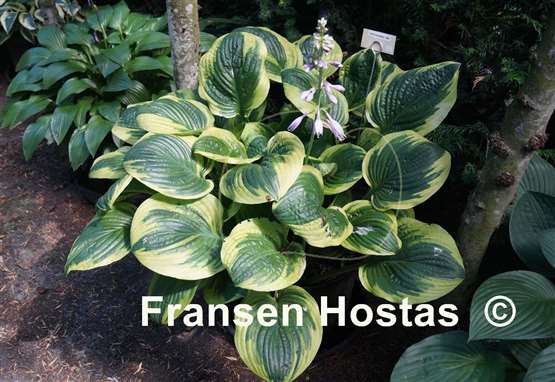 Hosta Unforgettable